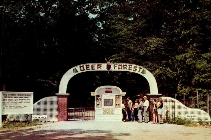 Deer Forest - Old Photo (newer photo)
